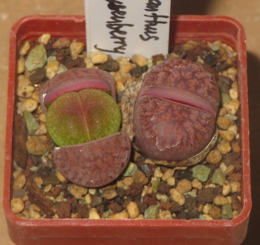 Lithops X Dinteranthus Dinterops cv Boysenberry