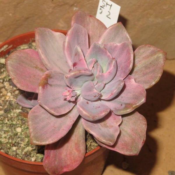 Graptoveria cv Mrs Richards variegata