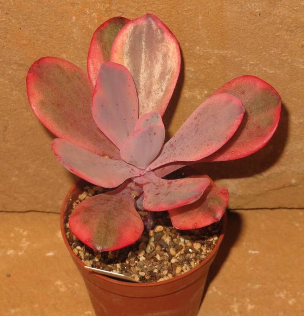 Echeveria cv Angel Wings variegata