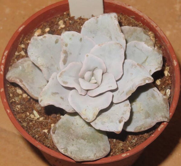 Echeveria cv Crispate Beauty