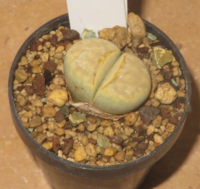 Lithops julii cv Peppermint Creme C297A
