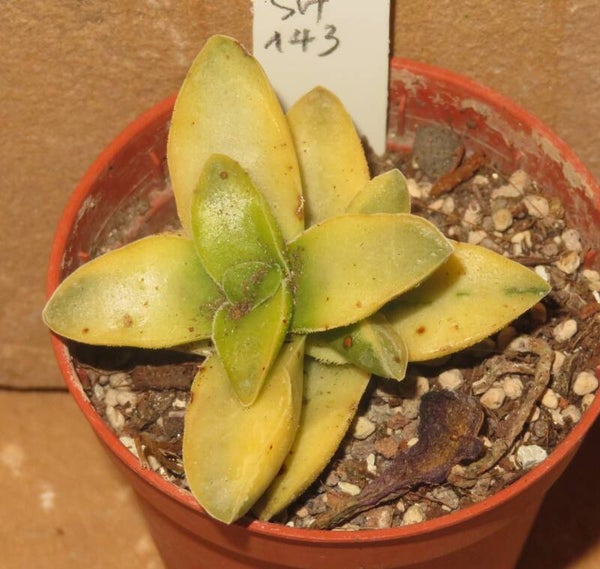 Crassula cv Spring Time variegata
