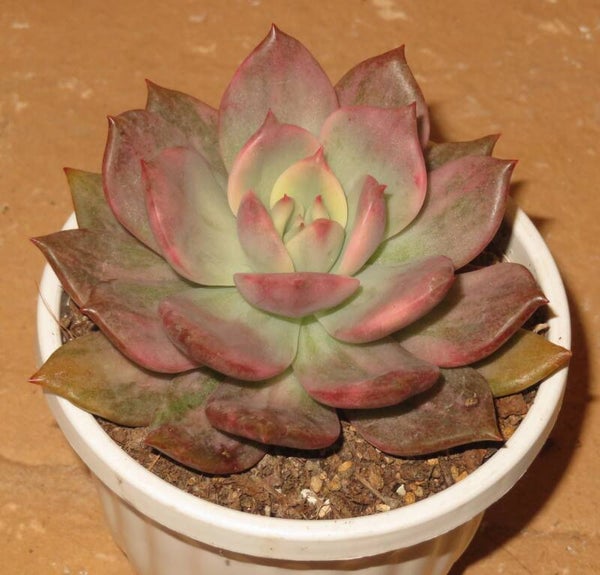 Echeveria cv Chimera variegata