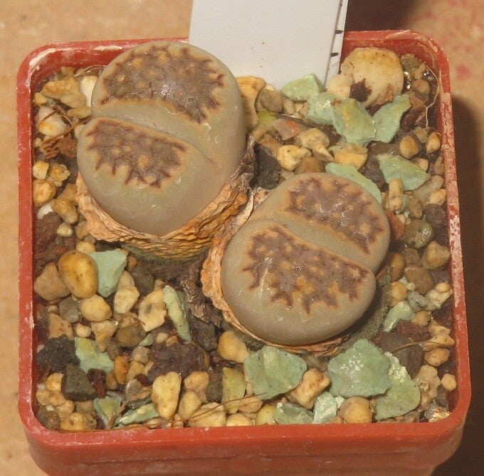 Lithops julii ssp. julii