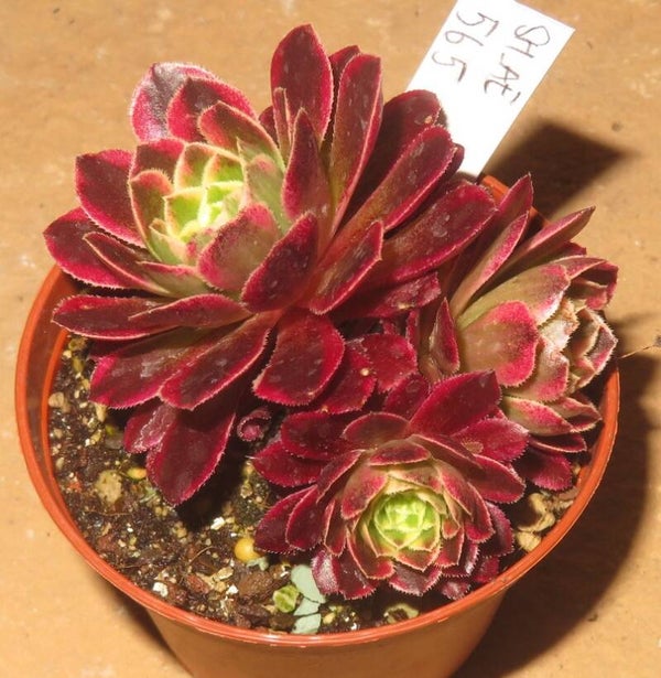 Aeonium Morning Glow variegata