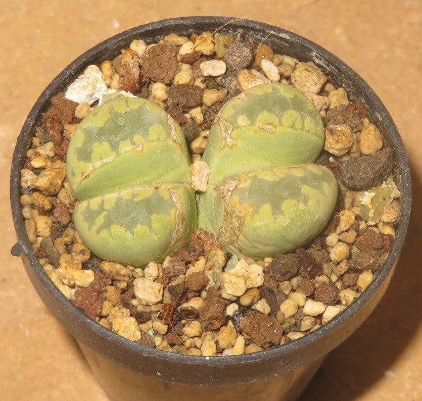 Lithops otzeniana cv Midori Otsue - Alte Pflanze