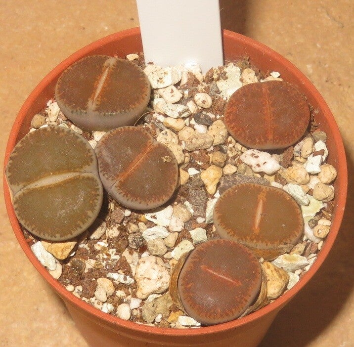 6x Lithops lesliei v. venteri Maraisii C153 Black Top