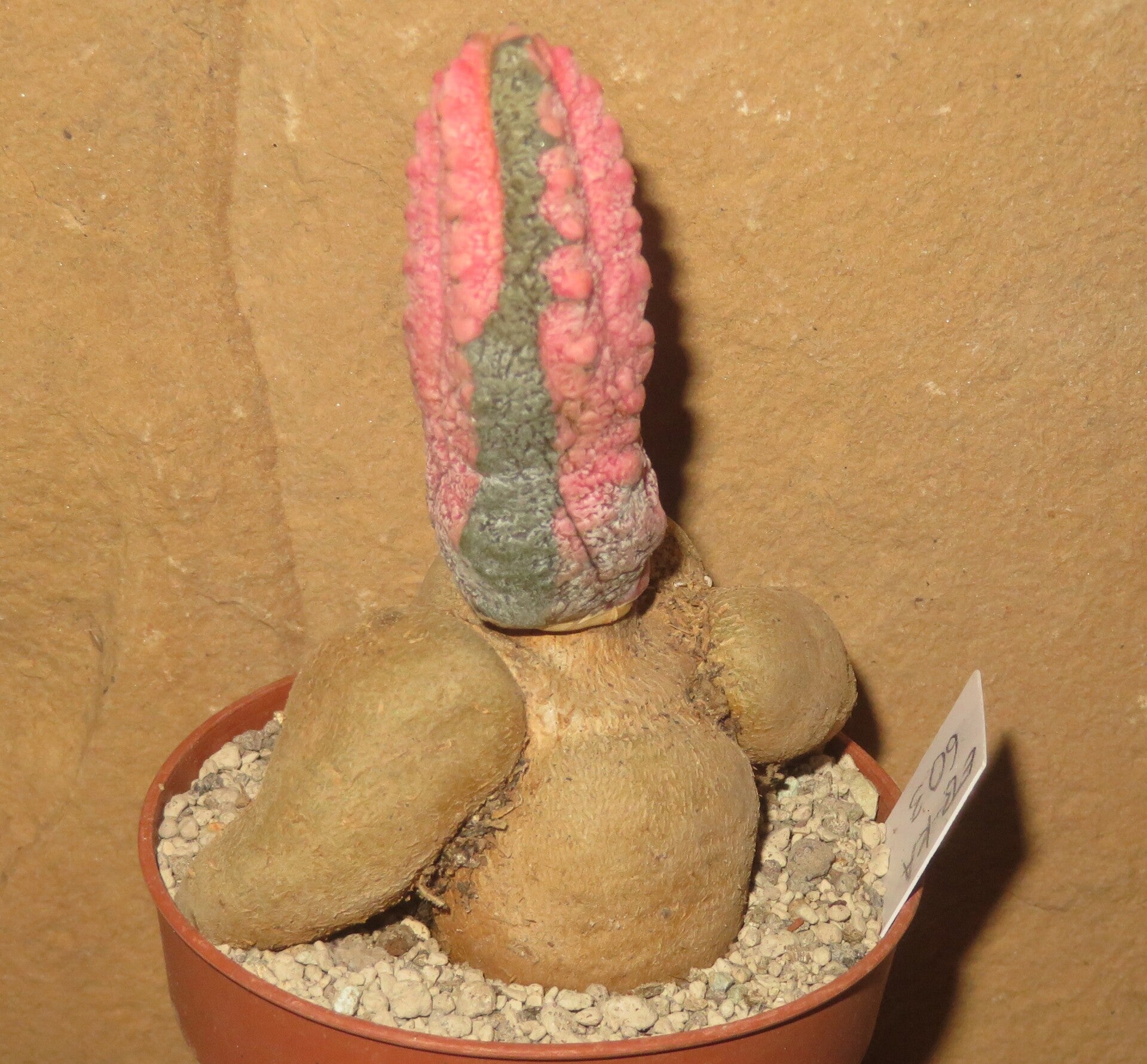 Euphorbia abdelkuri cv Damask gepfropft auf E. Neorubella – Caudex Sukkulente