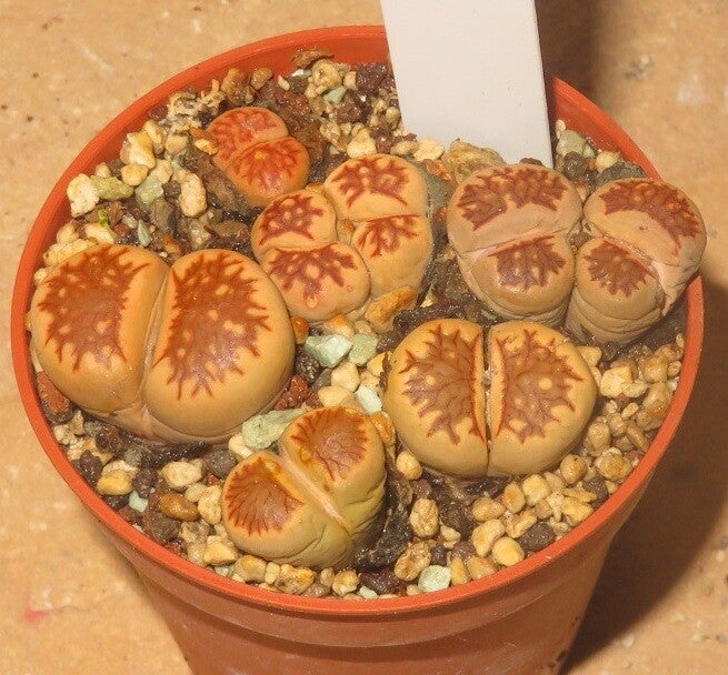 5x Lithops julii cv Kikushogiyoku