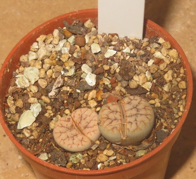 Lithops gracilidelineata v. gracilidelineata C374