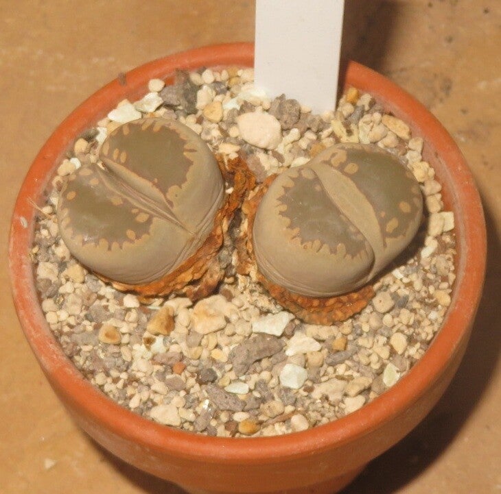 Lithops otzeniana C350
