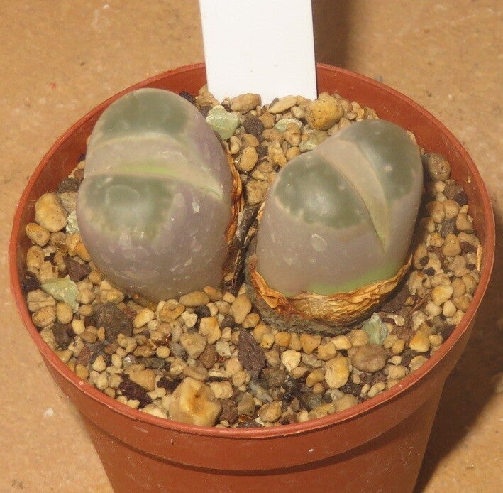 Lithops olivacea