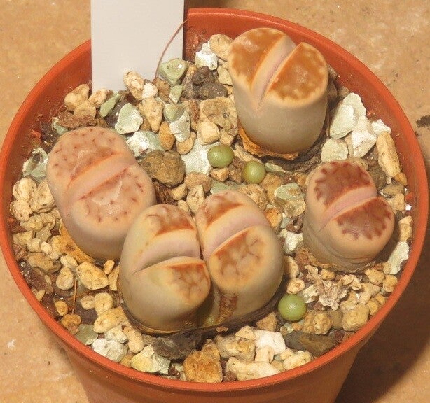 4x Lithops julii ssp. julii cv Hot Lips