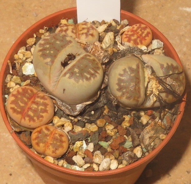 Lithops dorotheae