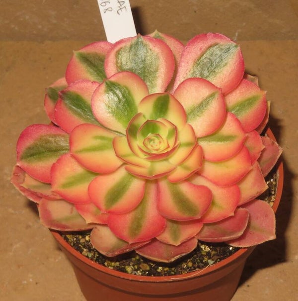 Aeonium cv Pink Witch variegata