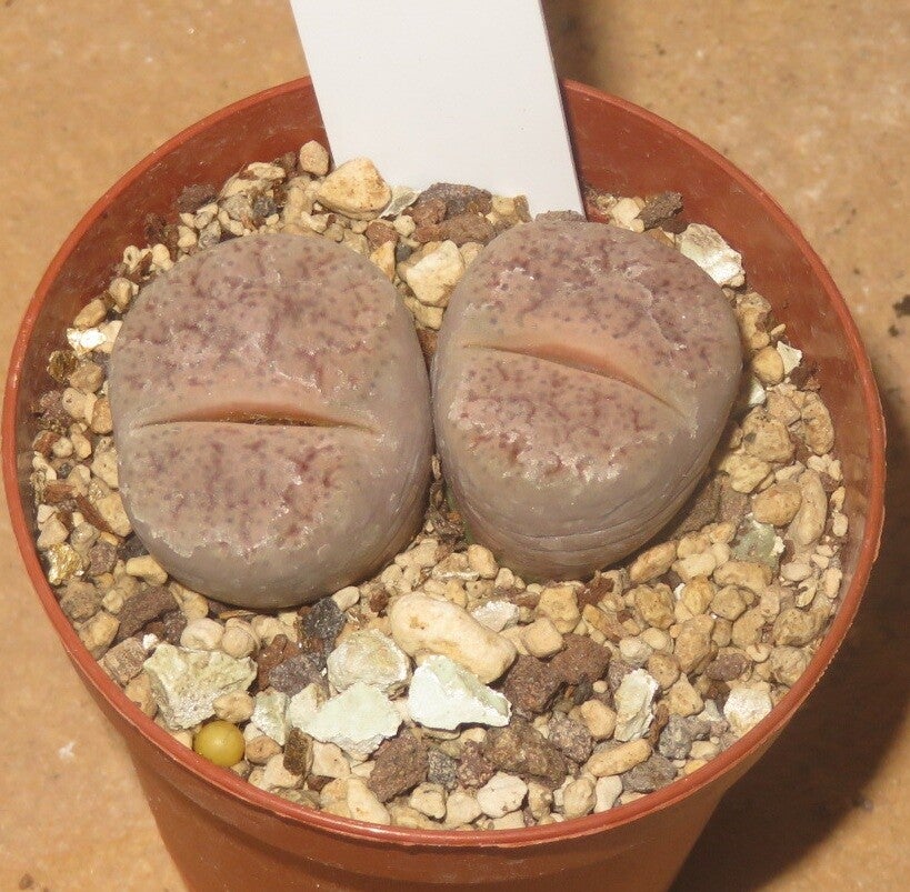 Lithops pseudotruncatella v. elisabethiae C187