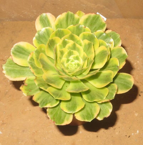 Aeonium cv Yanning variegata