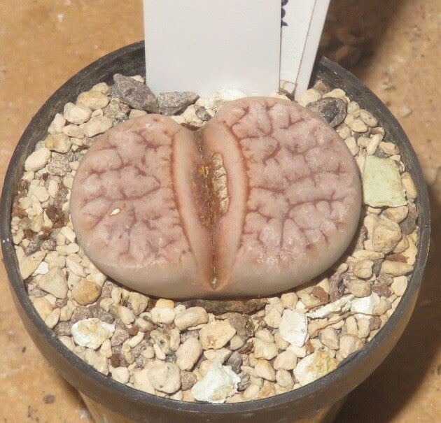 Lithops gracilidelineata cv Cafe au Lait C309A