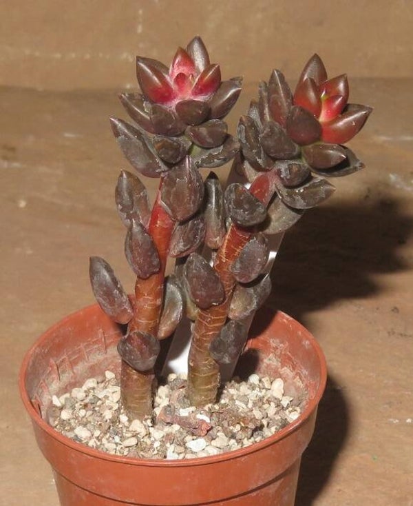 Cremnosedum cv Black Beauty