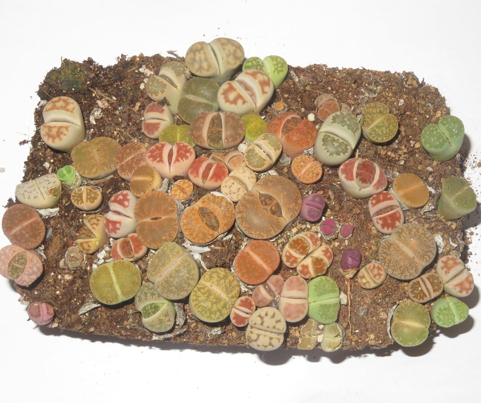 50er Lithops Mix Rubra