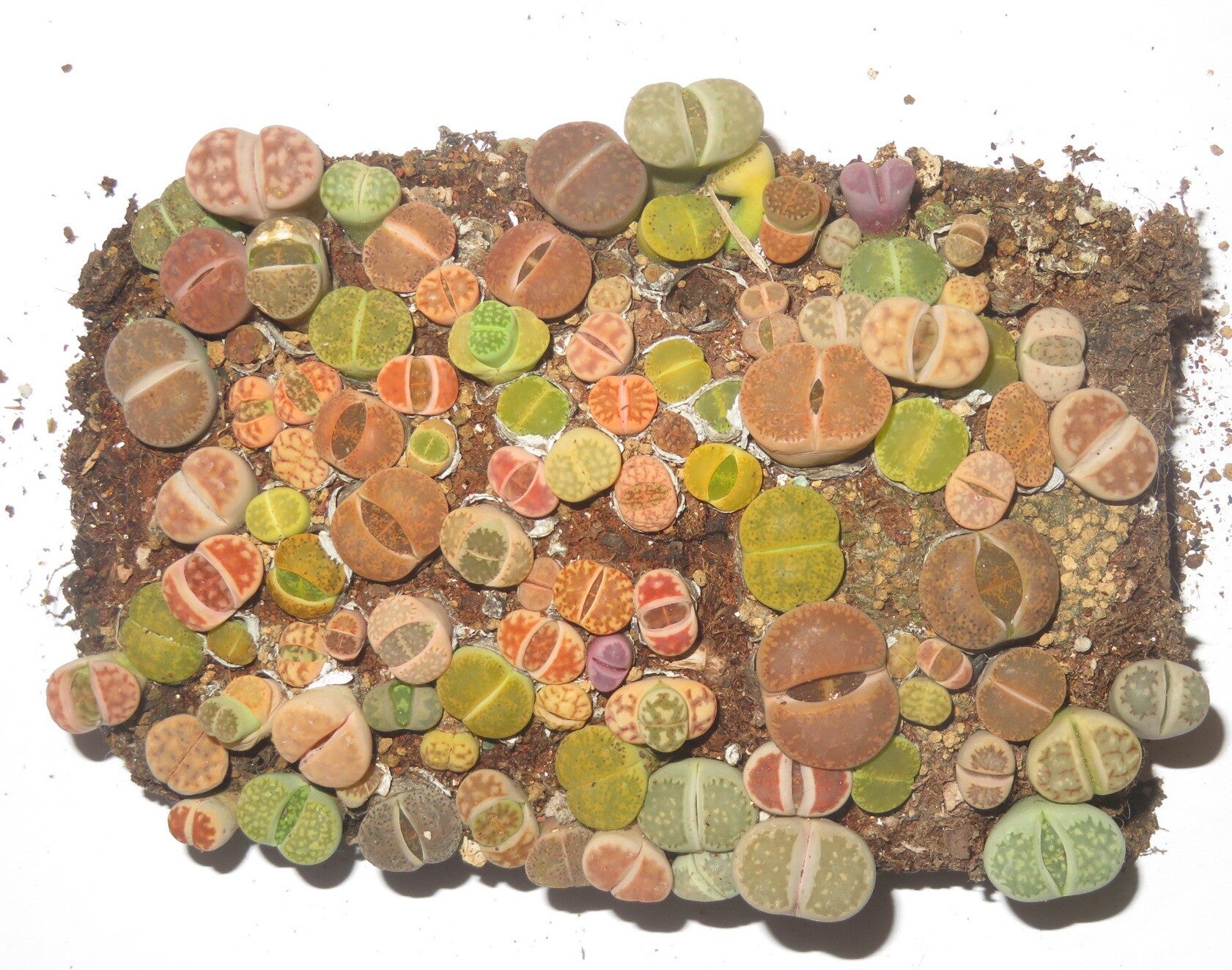 65er Lithops Mix Rubra