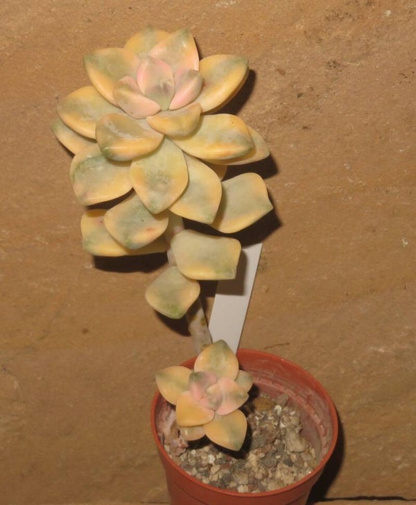 Graptoveria cv TITUBANS variegata
