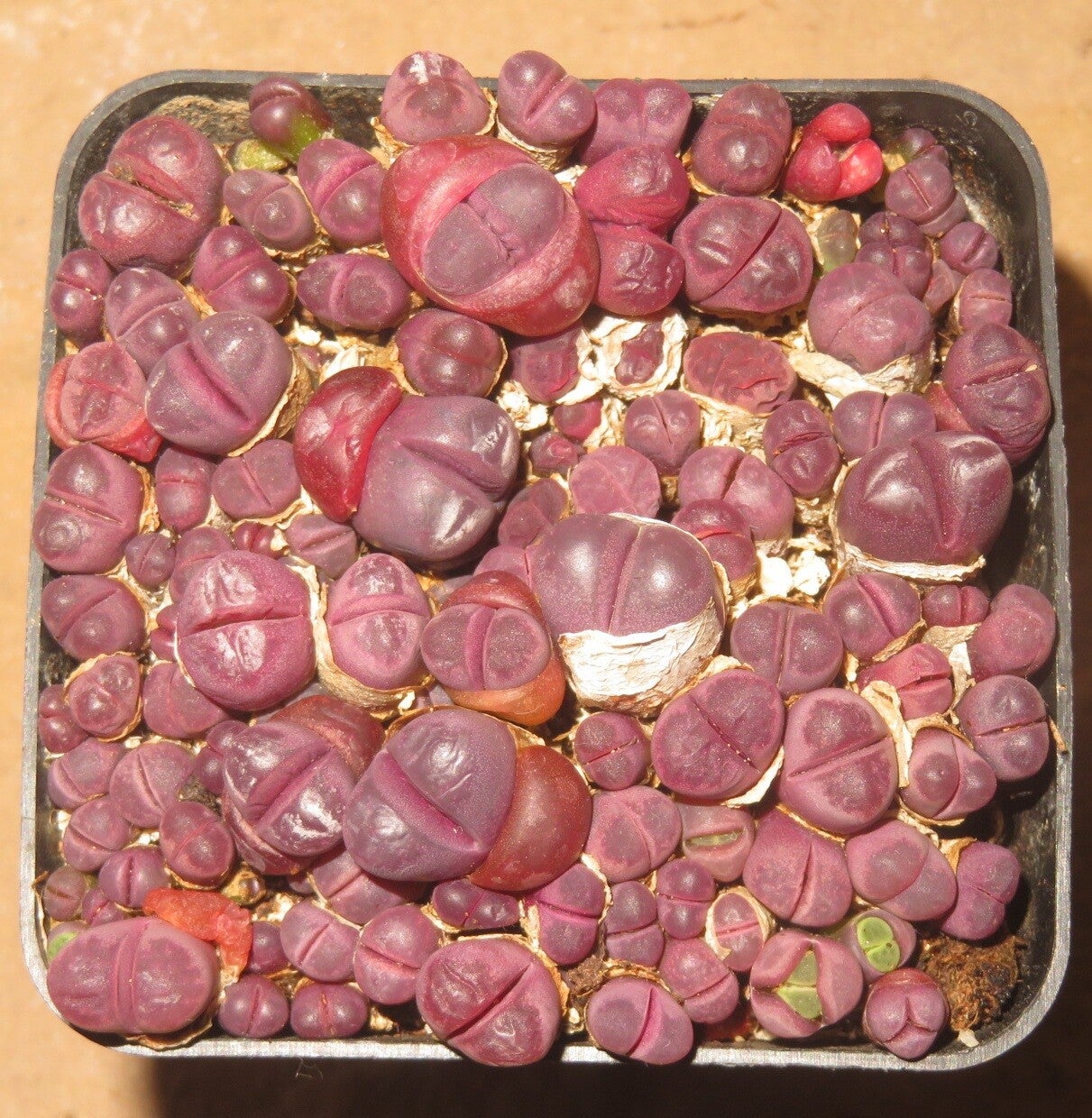 Ca. 80er Lithops Optica Rubra