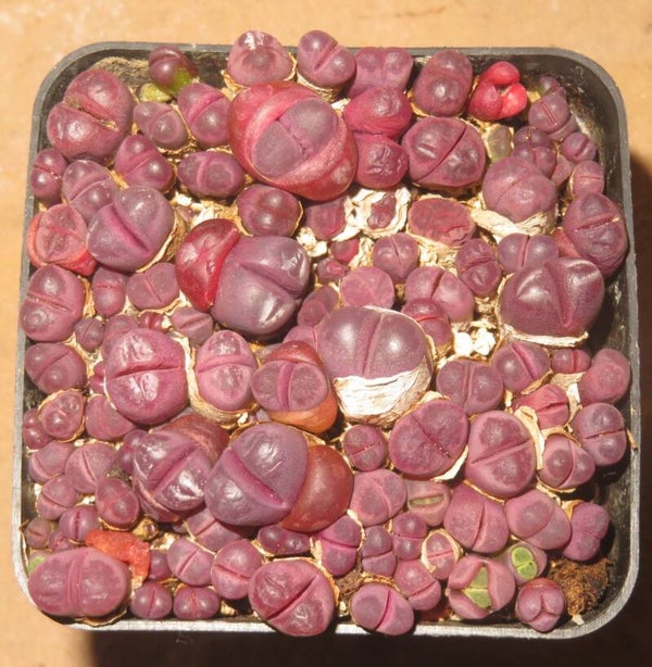 Ca. 80er Lithops Optica Rubra