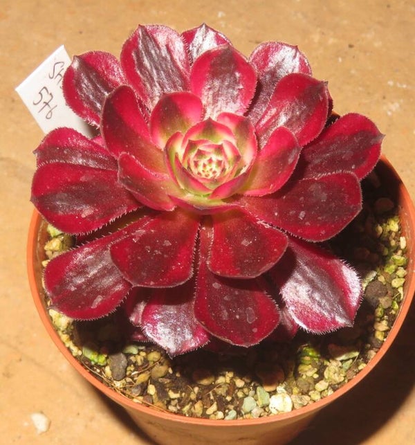 Aeonium cv Schwarzkopf variegata