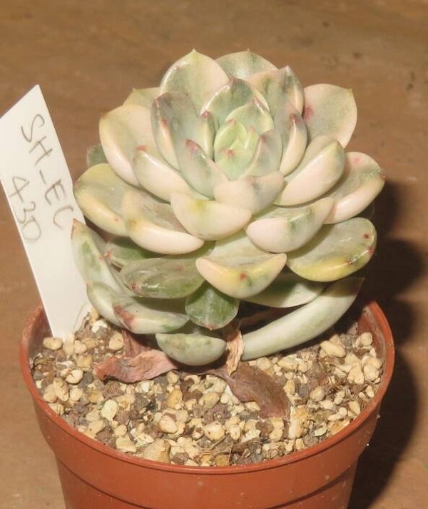 Echeveria cv Tinkerbell variegata