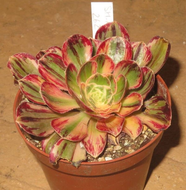Aeonium arboreum rubrolineatum variegata