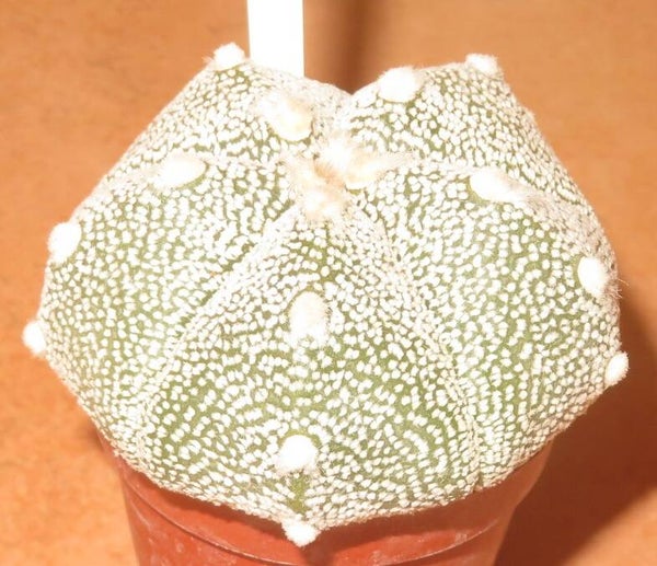 Astrophytum asterias cv Superkabuto Hybrid