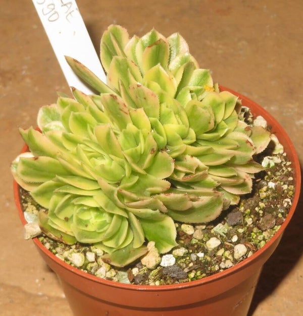 Aeonium cv Yanning cristata variegata