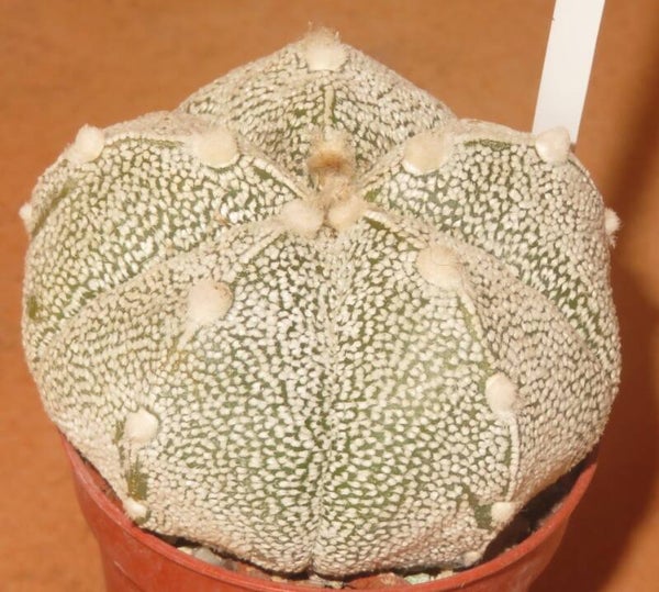 Astrophytum asterias cv Superkabuto Hybrid