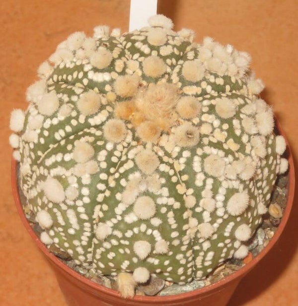 Astrophytum asterias cv Hanazono x Ooibo