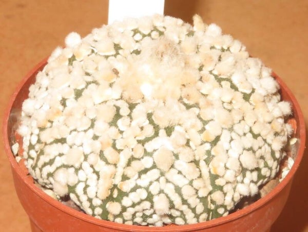 Astrophytum asterias cv Hanazono