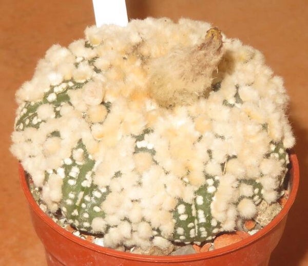 Astrophytum asterias cv Hanazono