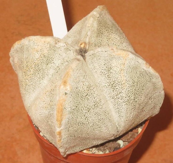 Astrophytum coahuilense f quadricostatum