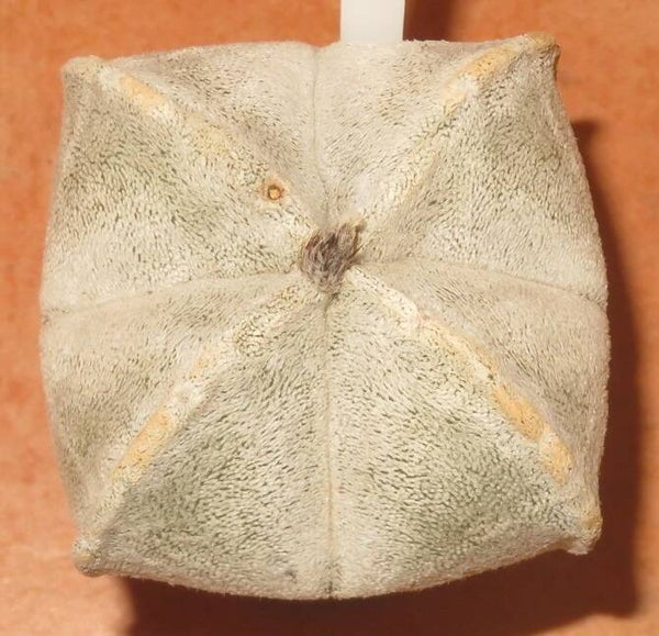 Astrophytum coahuilense f quadricostatum