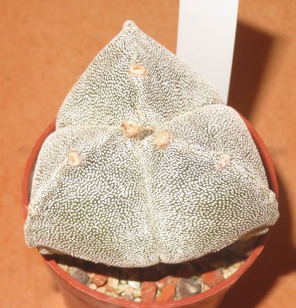 Astrophytum myriostigma f tricostatum