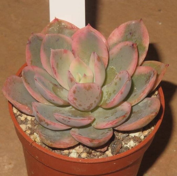 Echeveria cv Pink Vera variegata