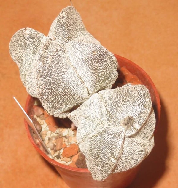 Astrophytum myriostigma f bicostatum