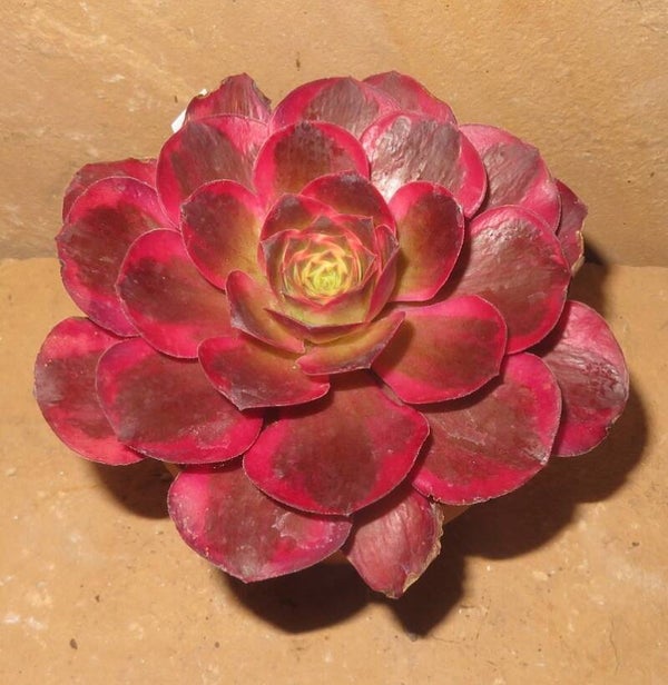 Aeonium cv Charm Golden Rose variegata