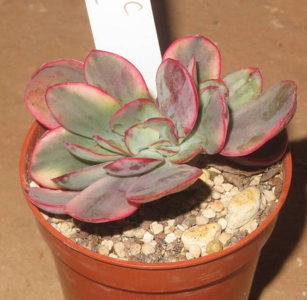 Echeveria cv Jyulia cristata variegata