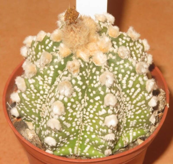 Astrophytum Hybrid cv Capricorne x Superkabuto