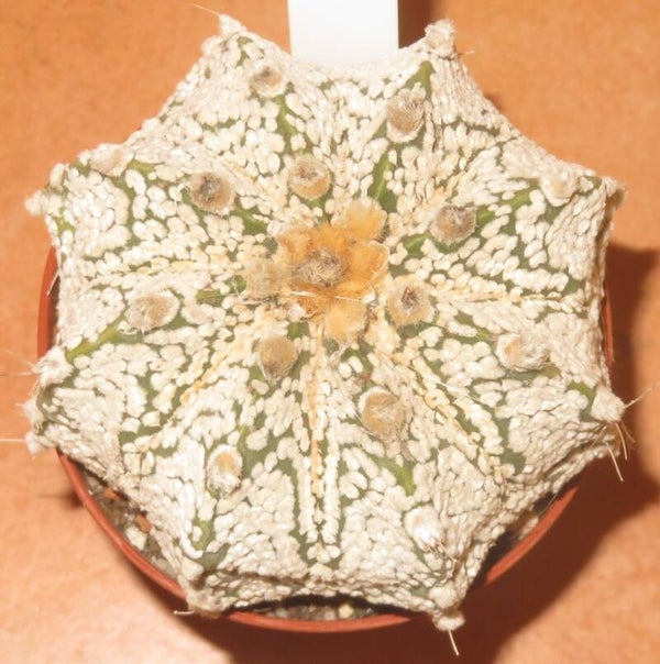 Astrophytum Hybrid cv Capricorne x Snow Superkabuto