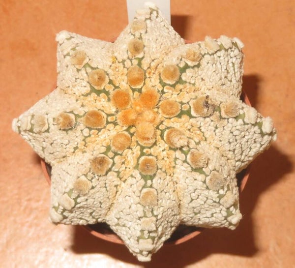 Astrophytum Hybrid cv Capricorne x Snow Superkabuto