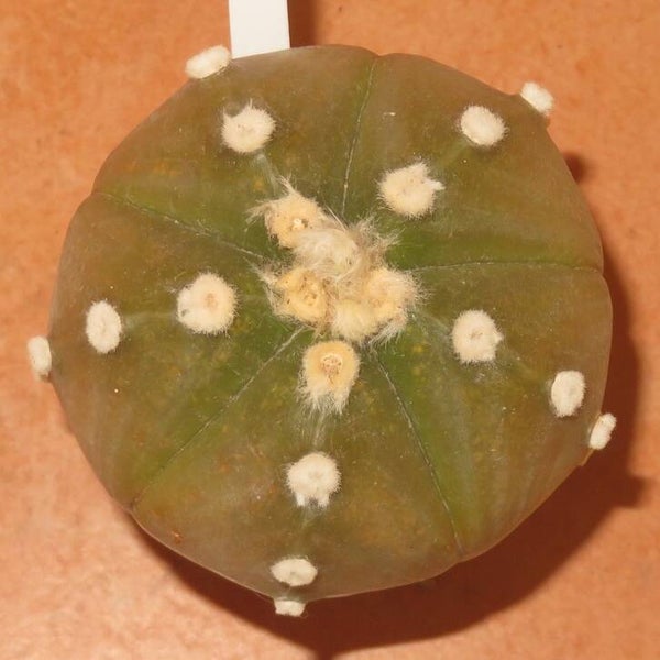 Astrophytum asterias nudum cv Ooibo 5 Rippen Hybrid