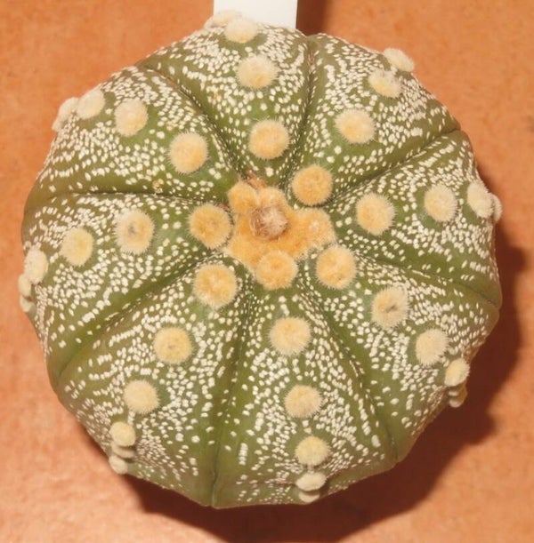 Astrophytum asterias cv Ooibo