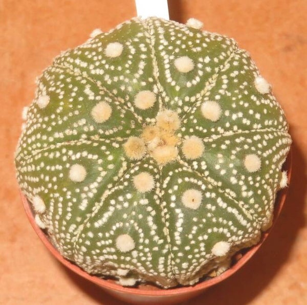 Astrophytum asterias cv Ooibo